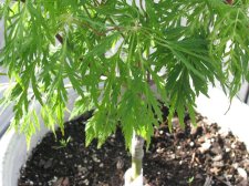 japonicum 'Dissectum'.jpg