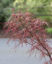 DSC_0035.jpg