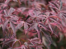 Acer palm. 'Shirazz'4(H).jpg
