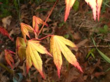 aprile2010 058.JPG