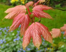 IMG_0751.JPG