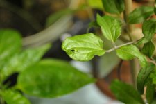 plantlife 011.jpg