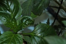 plantlife 009.jpg