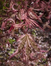 DSC_0029.jpg