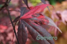 IMG_0072.jpg