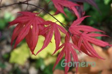 IMG_0076.jpg