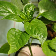 plantlife 005.jpg