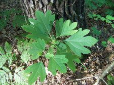 sassafras2.jpg