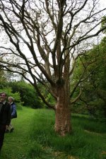 Wales_May_2007 393.jpg