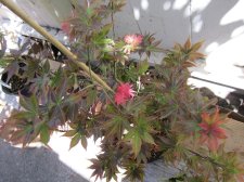 IMG_0090.jpg