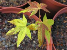 Variegation B_1.jpg