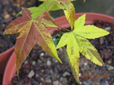 Variegation%20B2[1].jpg