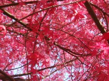 shin leaves.jpg