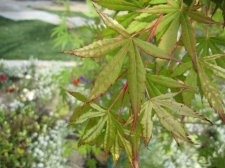 IMG_0105.jpg
