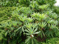 20100517_UBCBG_RhodyCalophytum_Cutler_P1030031.jpg