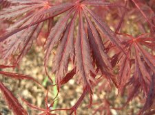 ACER  SHERWOOD  FLAME 22-04-2008 17-22-27.jpg
