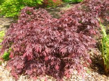 ACER  SHERWOOD  FLAME 29-04-2009 11-24-05.jpg