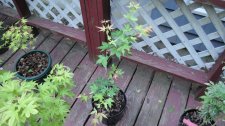 DSC01217.jpg