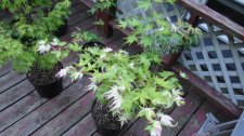 DSC01215.jpg
