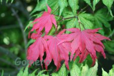 IMG_0957.jpg