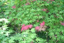 IMG_0959.jpg