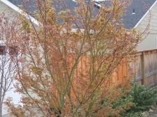 IMG_1476_2_1.JPG