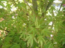 IMG_2620_4_1.JPG