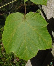 WPAacercaesiumgiraldii10modify.jpg