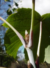 WPAacercaesiumgiraldii6.jpg