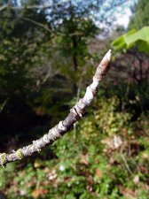 WPAacercaesiumgiraldii9modify.jpg