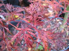 IMG_3979_1_1.JPG