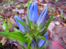 IMG_1619.JPG