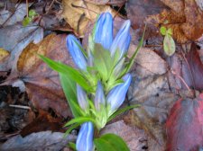 IMG_1624.JPG