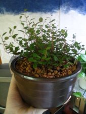 little plant 001.jpg