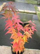 DSCN0447.JPG