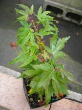 DSCN0448.JPG