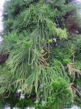 Weird Pine.jpg