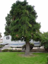 Weird pine 2.jpg
