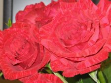 Rose.jpg
