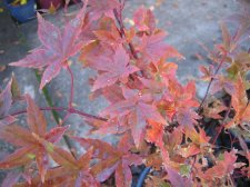 IMG_4029_1_1.JPG