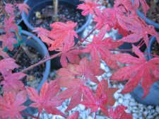 IMG_4013_1_1.JPG