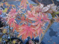 IMG_4015_1_1.JPG