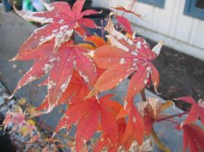 IMG_4061_2_1.JPG