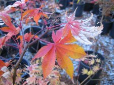IMG_4062_3_1.JPG