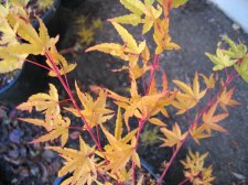 IMG_4018_1_1.JPG