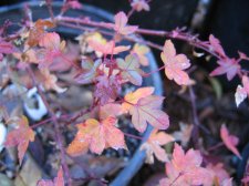 IMG_4033_1_1.JPG