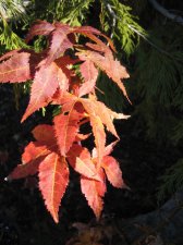 IMG_4057_3_1.JPG