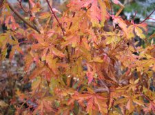 IMG_3991_1_1.JPG
