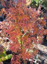 IMG_4038_2_1.JPG