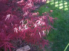 Red_Spider_May_2005.jpg
